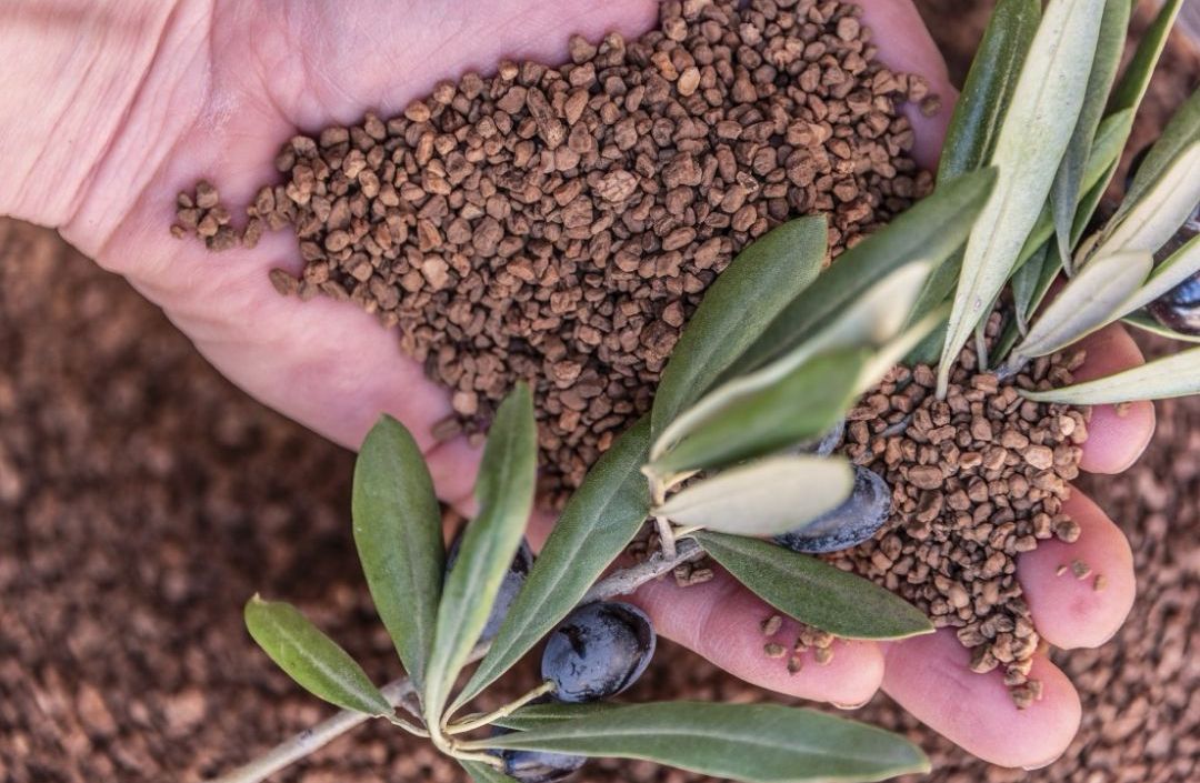 Kırılmış Zeytin Çekirdeği